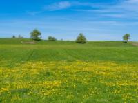Löwenzahnwiese und einzelne Bäume dahinter nahe Bad Endorf-Stephanskirchen